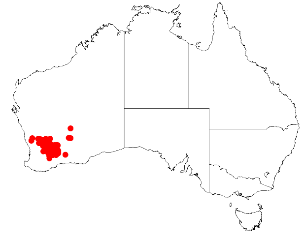 Acacia beauverdiana