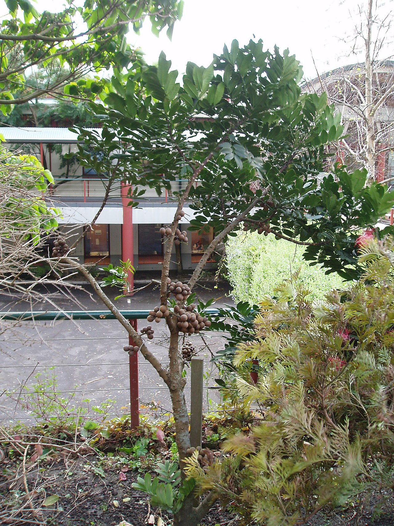 Dysoxylum pachyphyllum