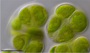 Chlorokybus atmophyticus