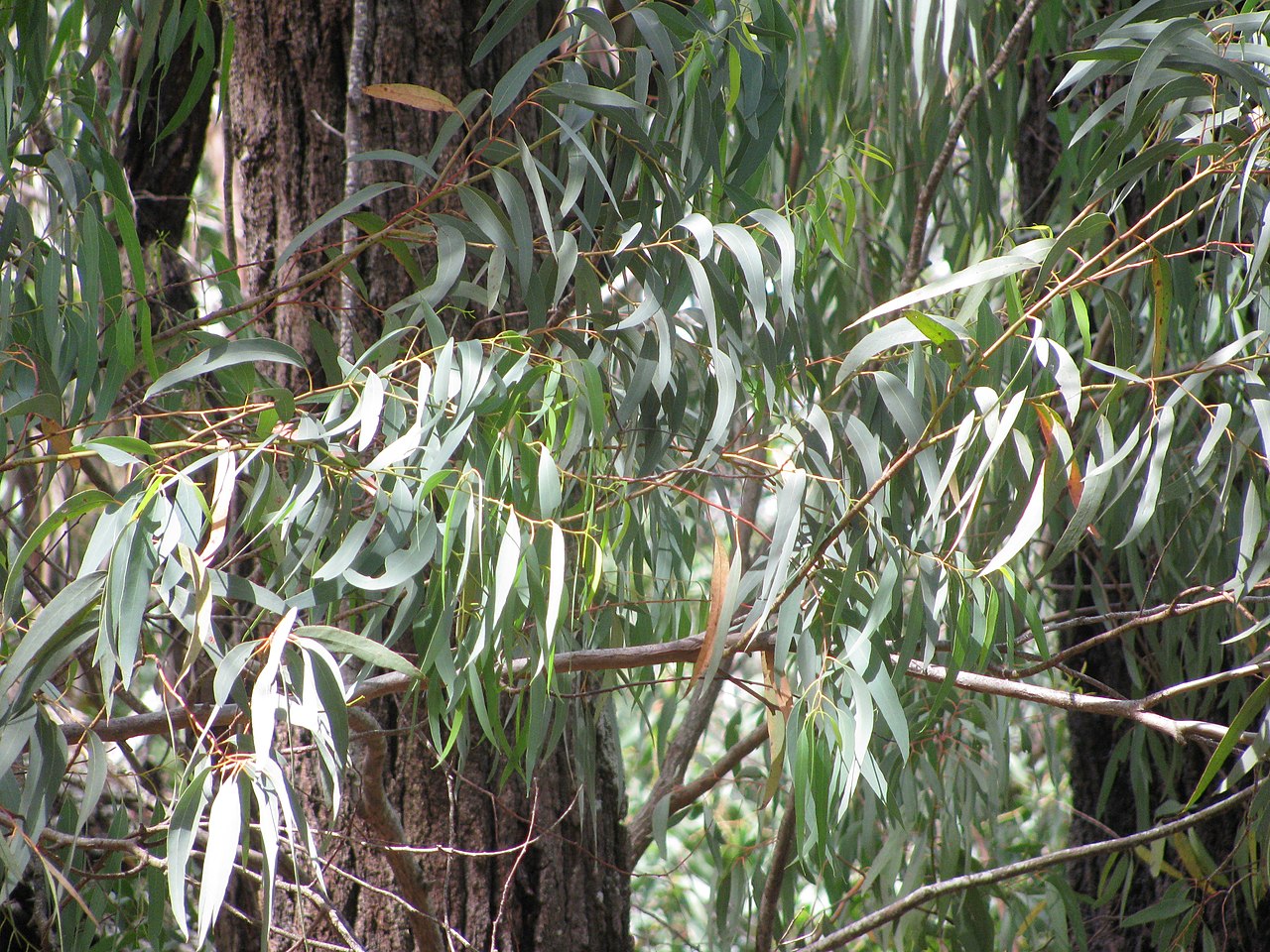 Grey ironbark