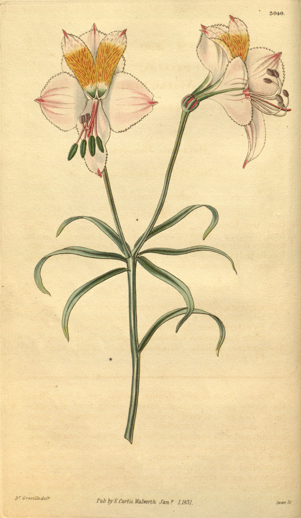 Alstroemeria pallida