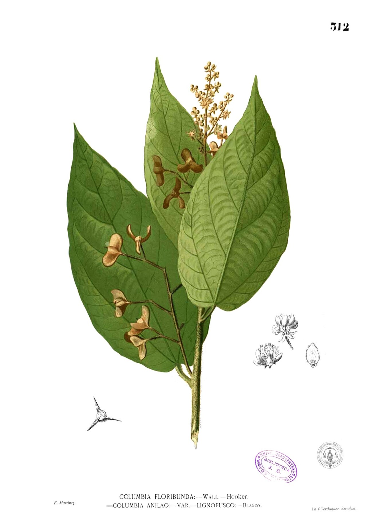 Colona floribunda