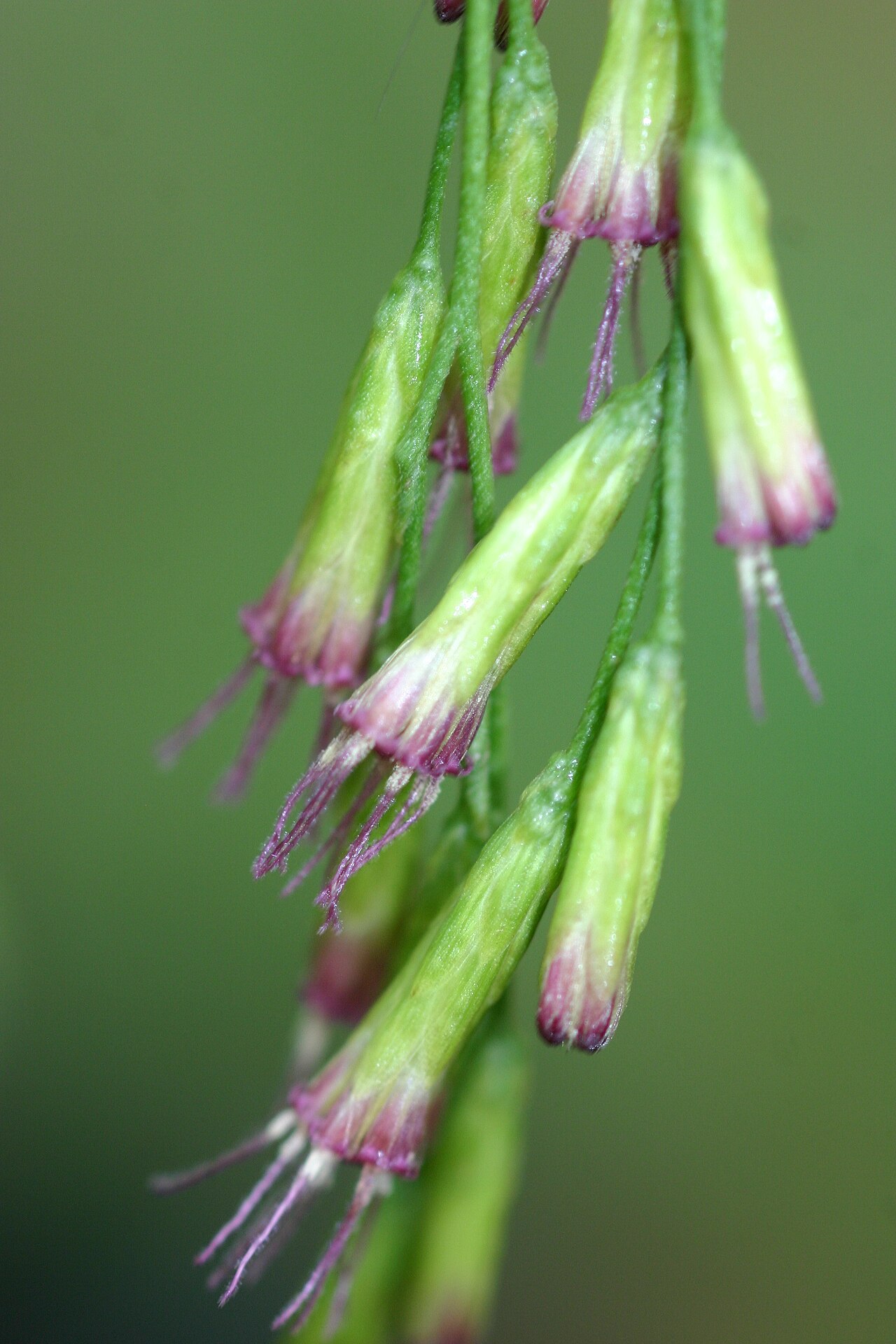 Eupatorium buniifolium
