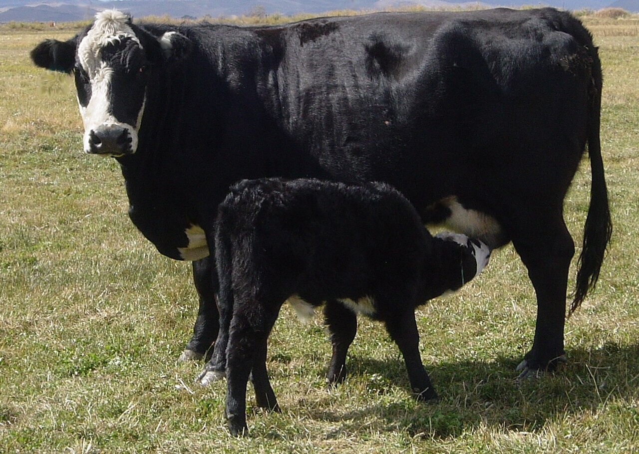 Black Baldy
