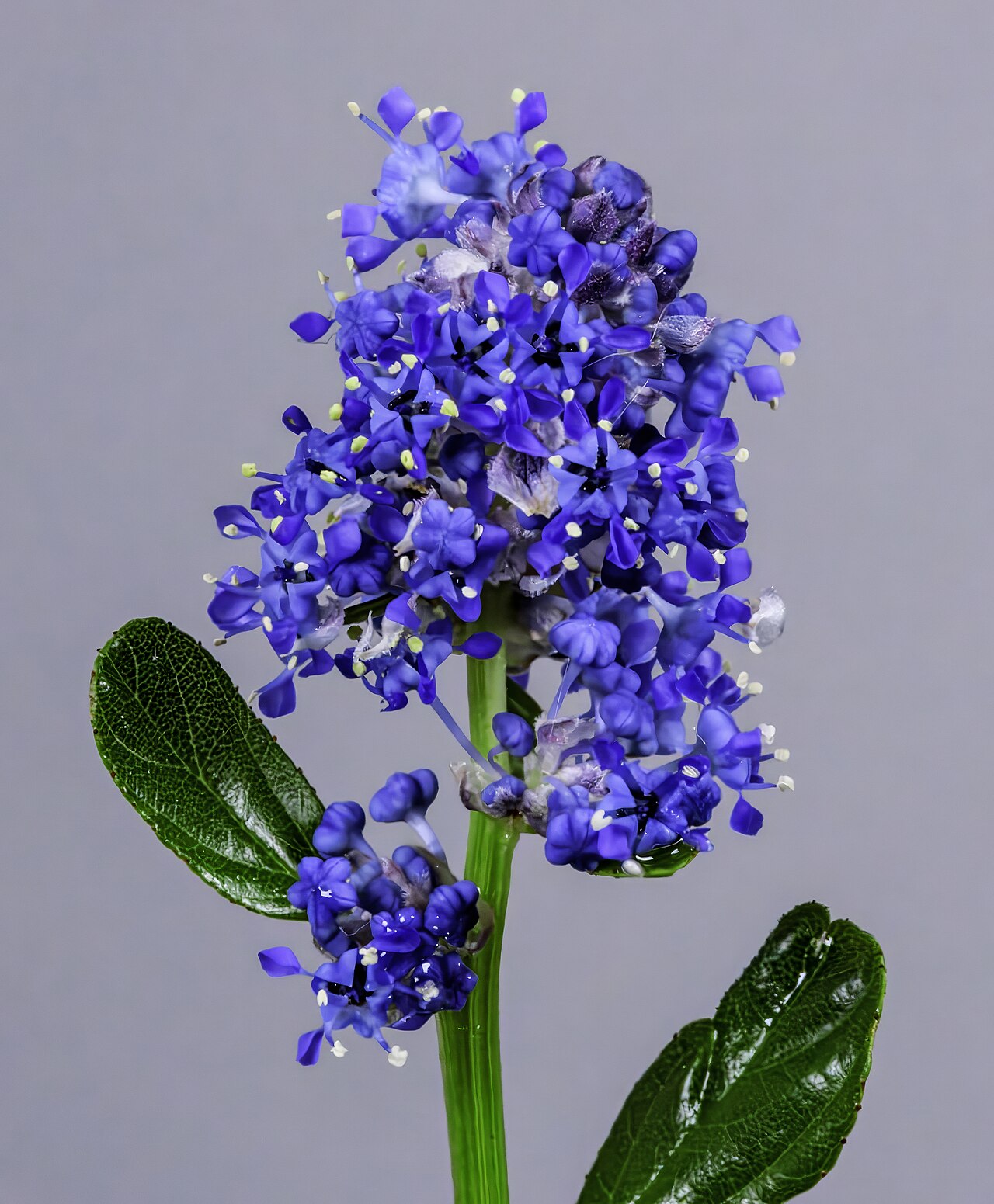 Ceanothus thyrsiflorus