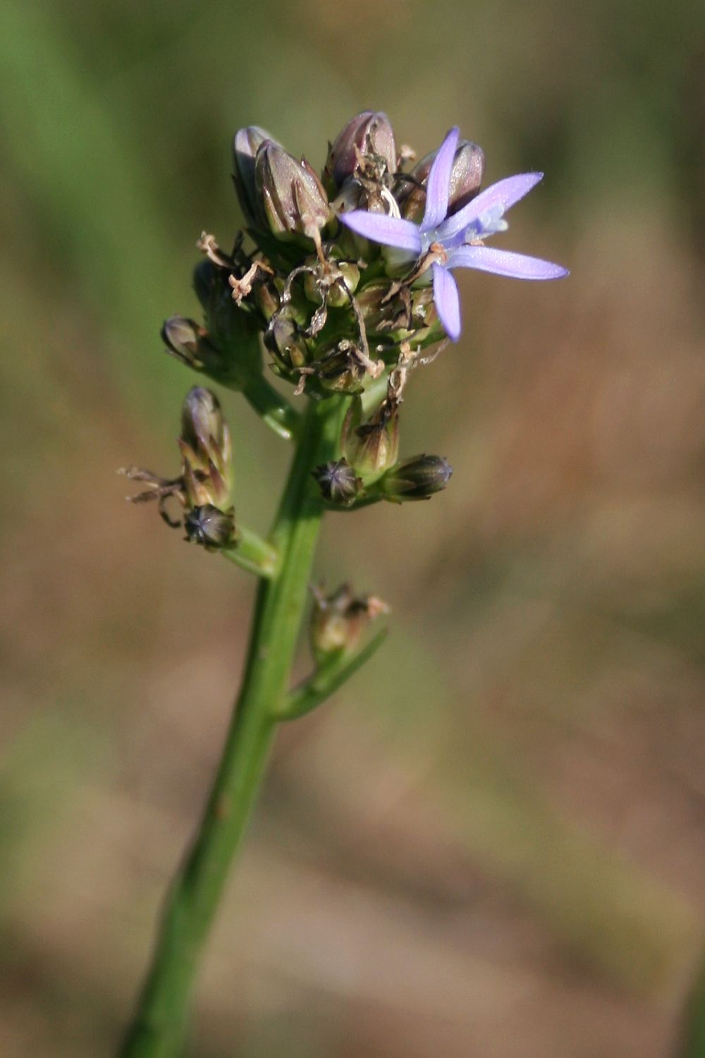 Wahlenbergia huttonii