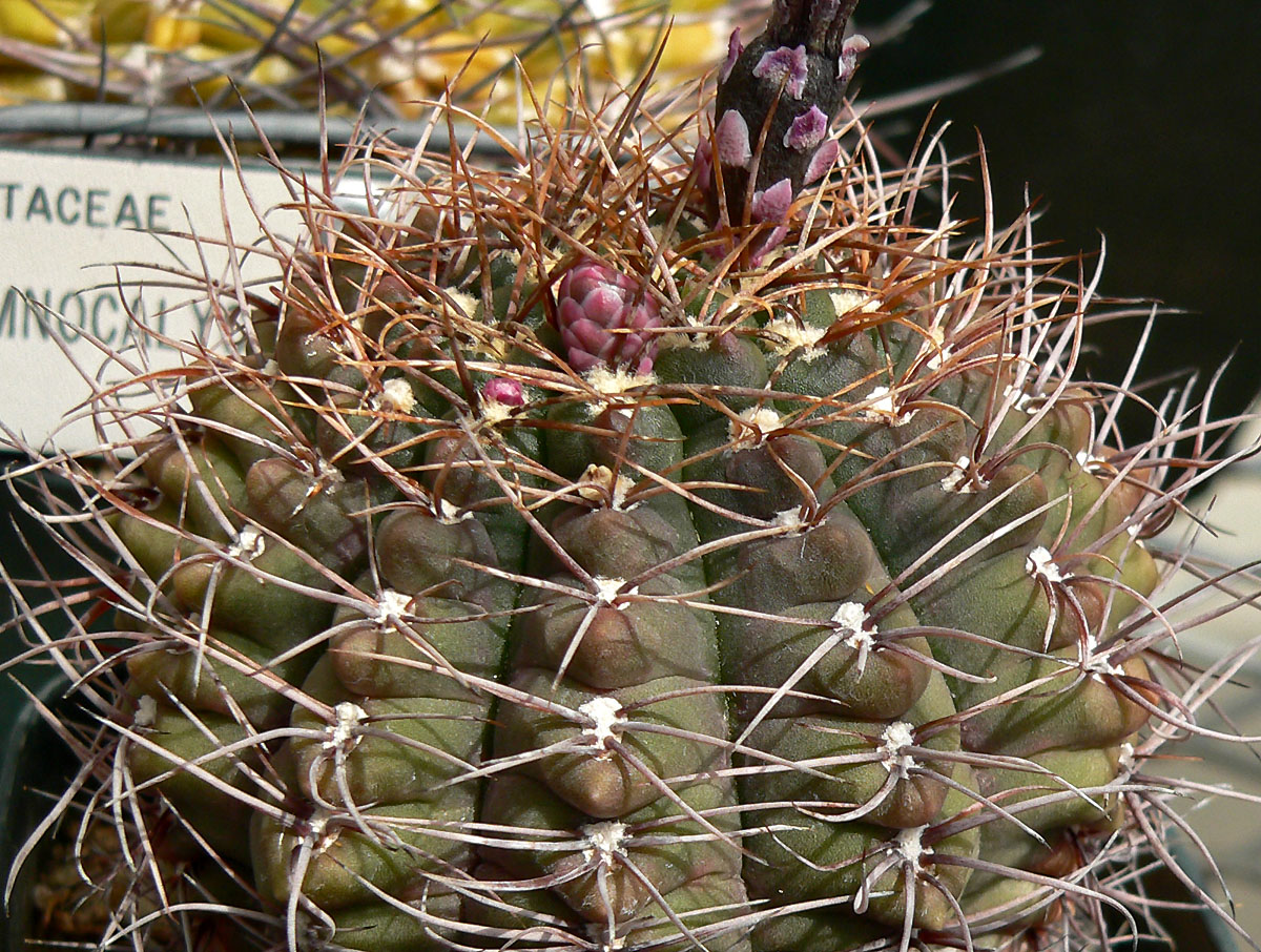 Gymnocalycium paraguayense