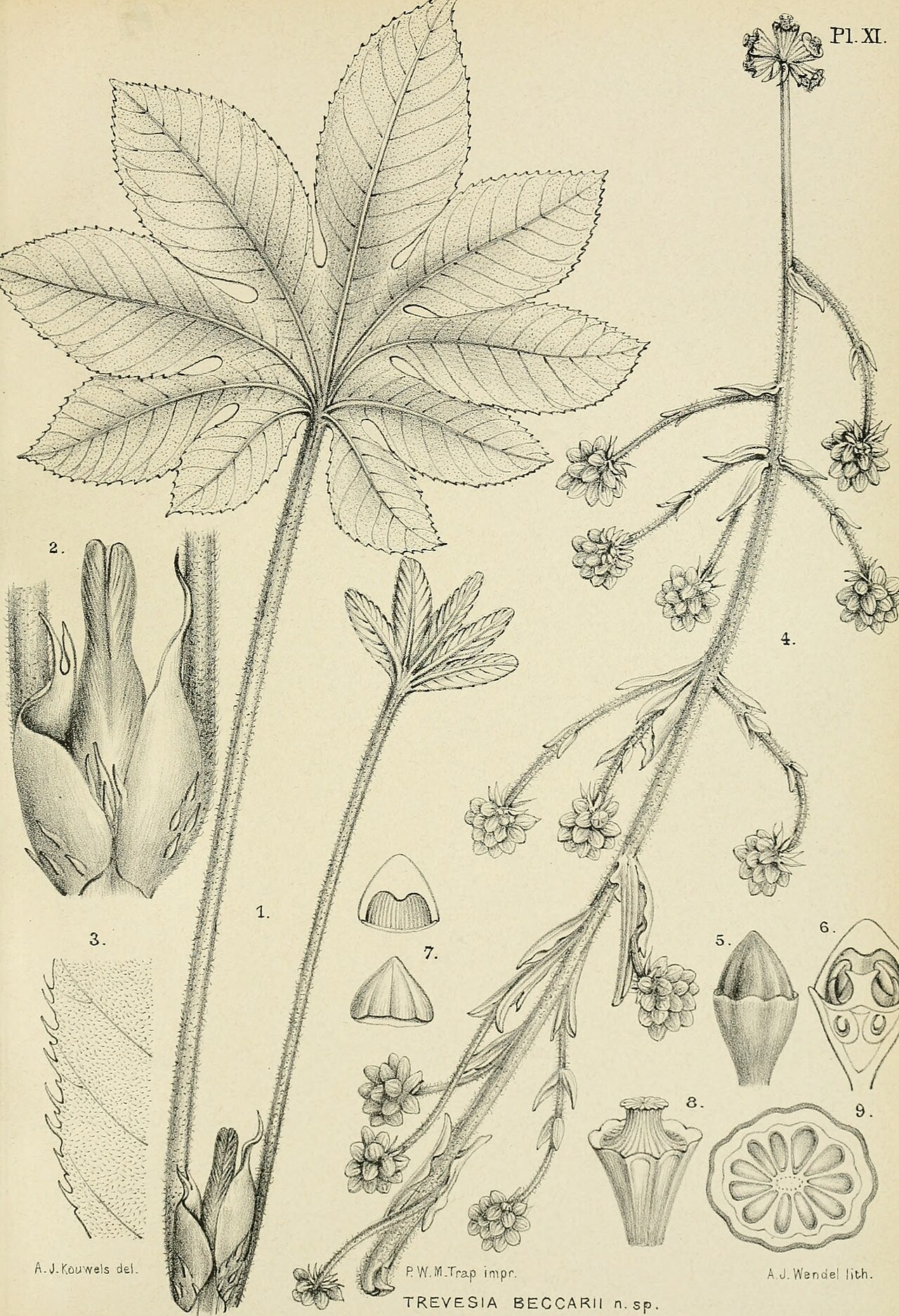 Trevesia beccarii