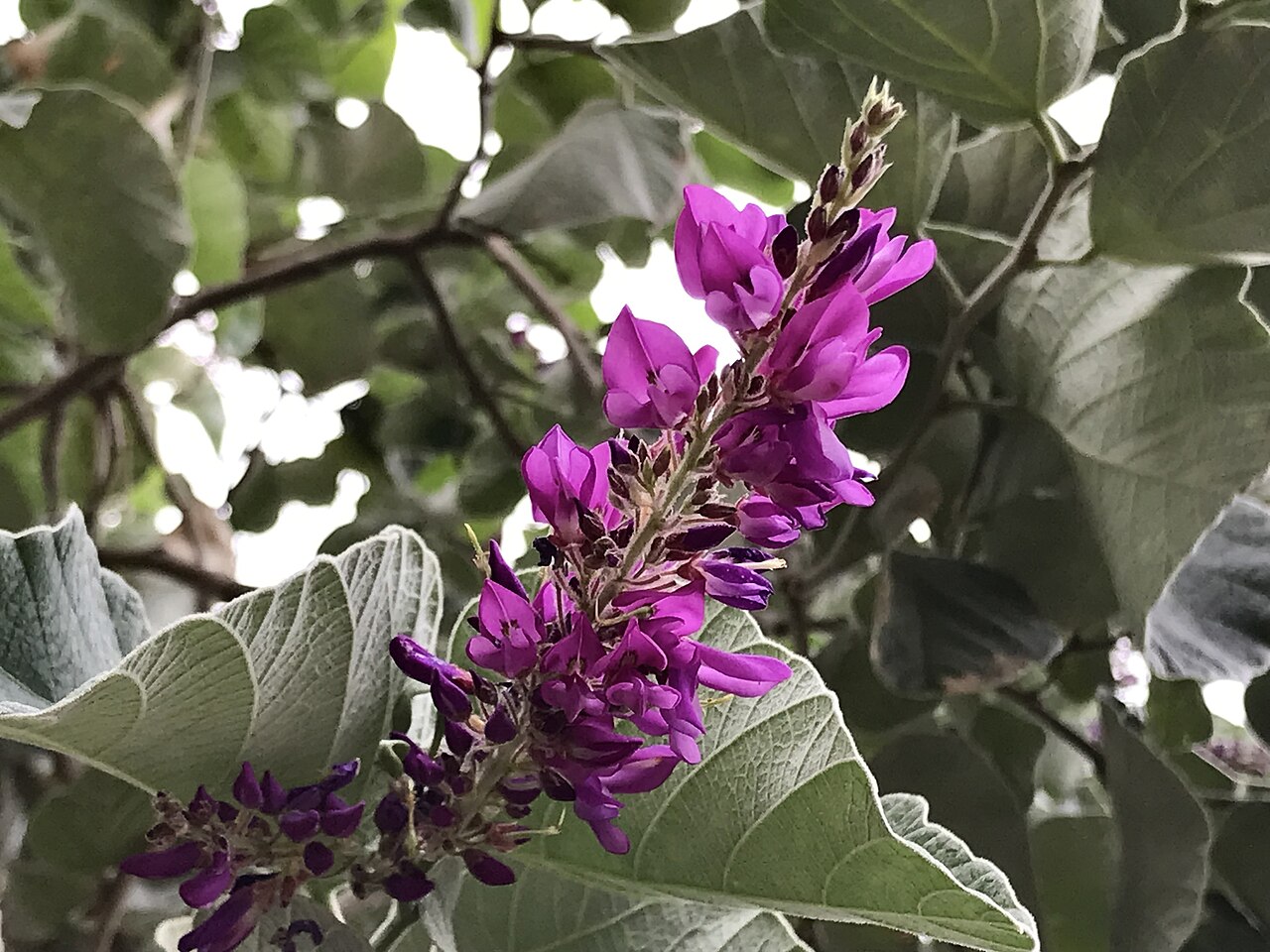 Sunhangia yunnanensis