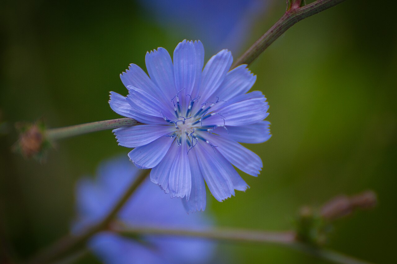 Cichorium pumilum