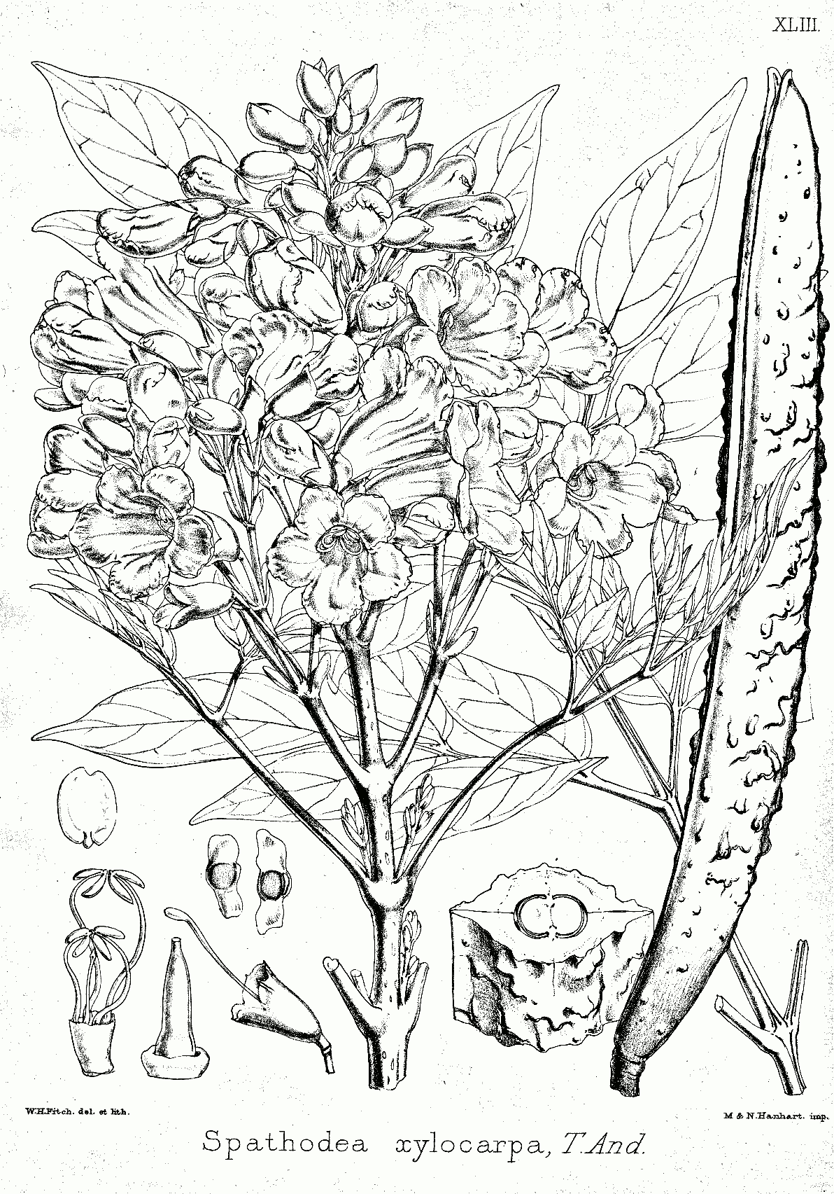 Radermachera xylocarpa