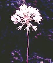 Allium jepsonii