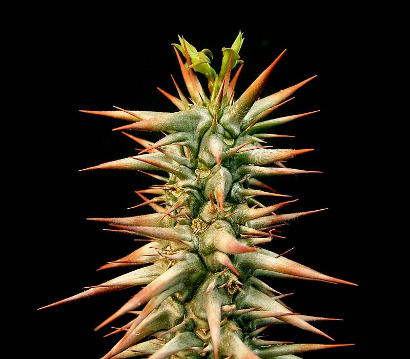 Euphorbia rossii