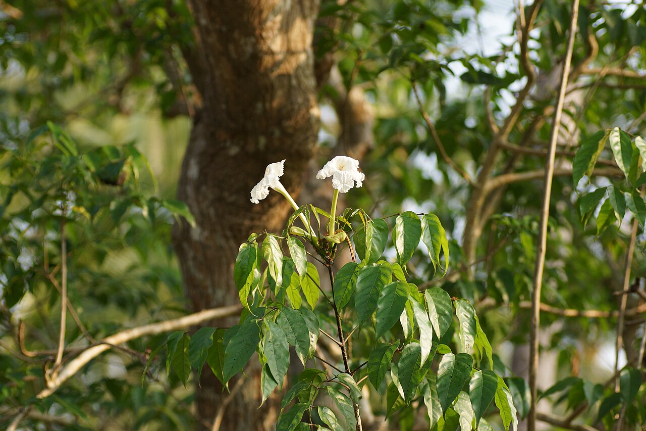 Dolichandrone spathacea