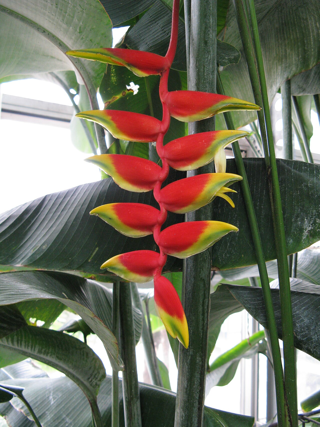 Heliconia pendula