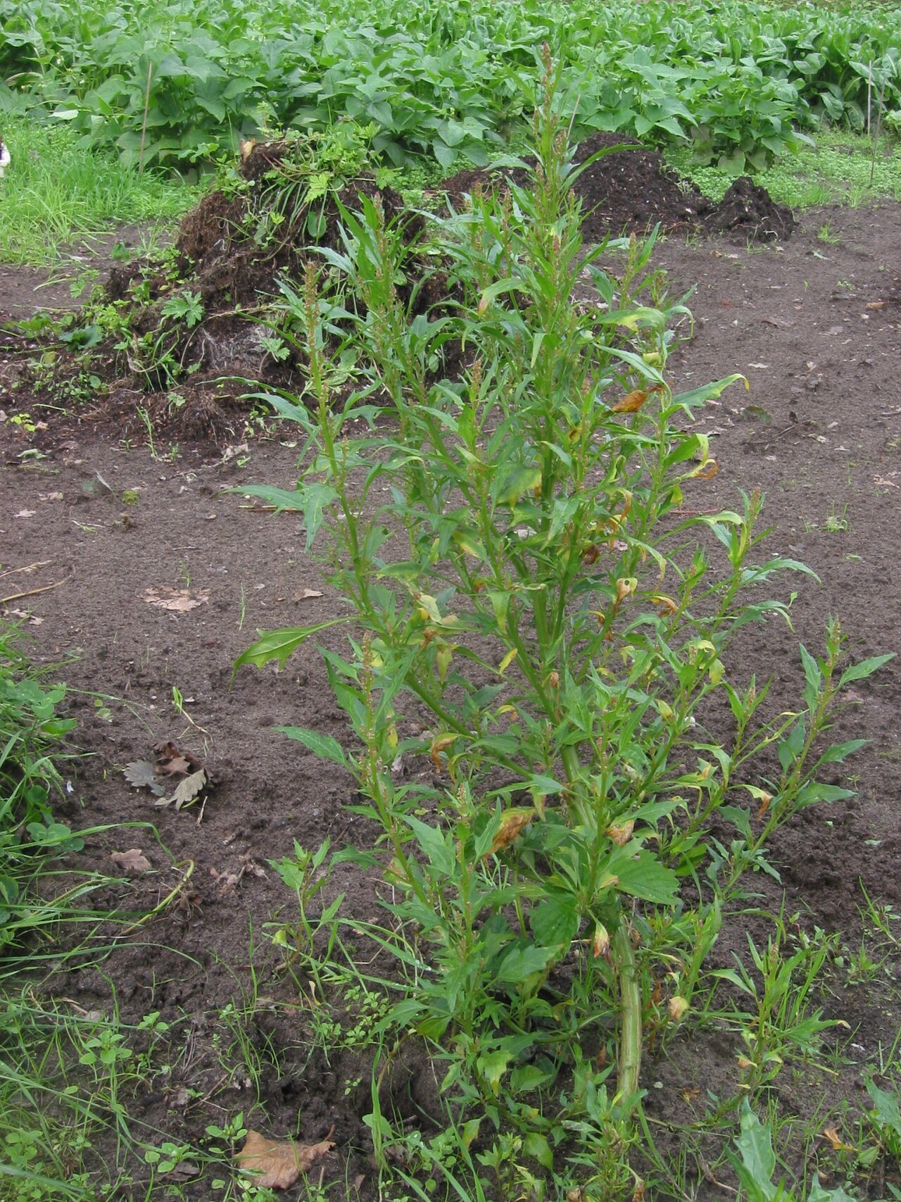 Chenopodium rubrum