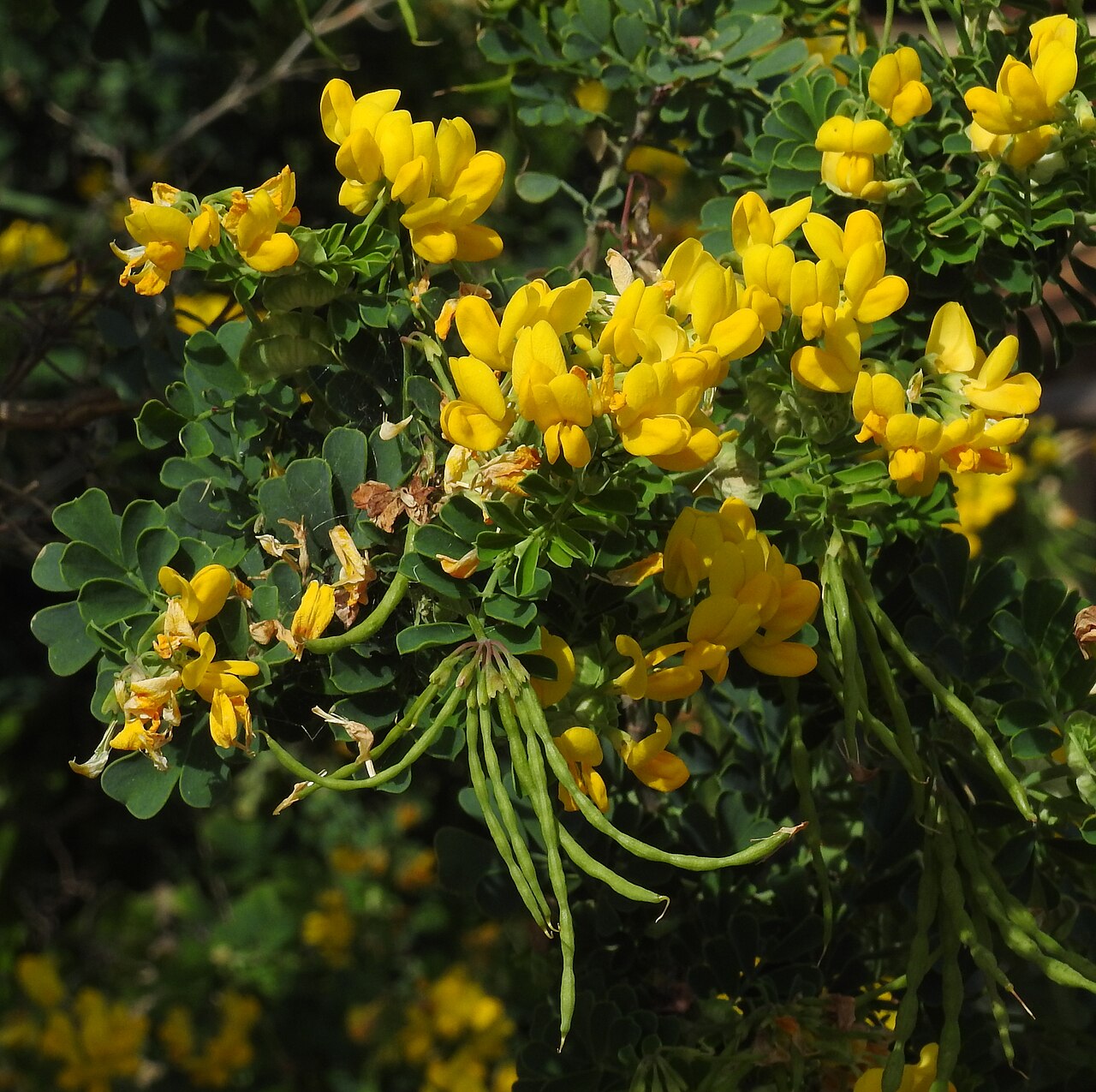 Coronilla valentina