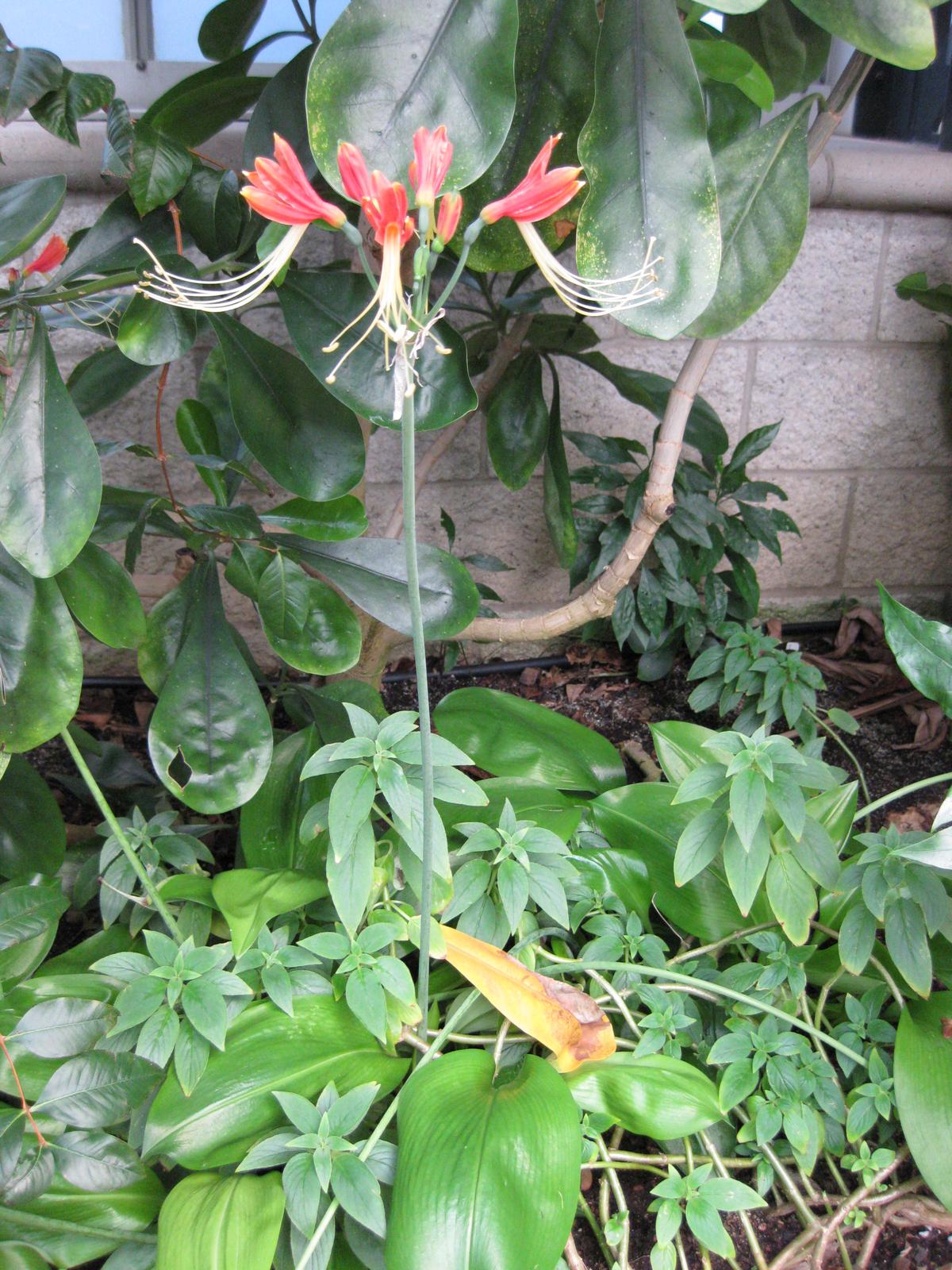 Eucrosia bicolor