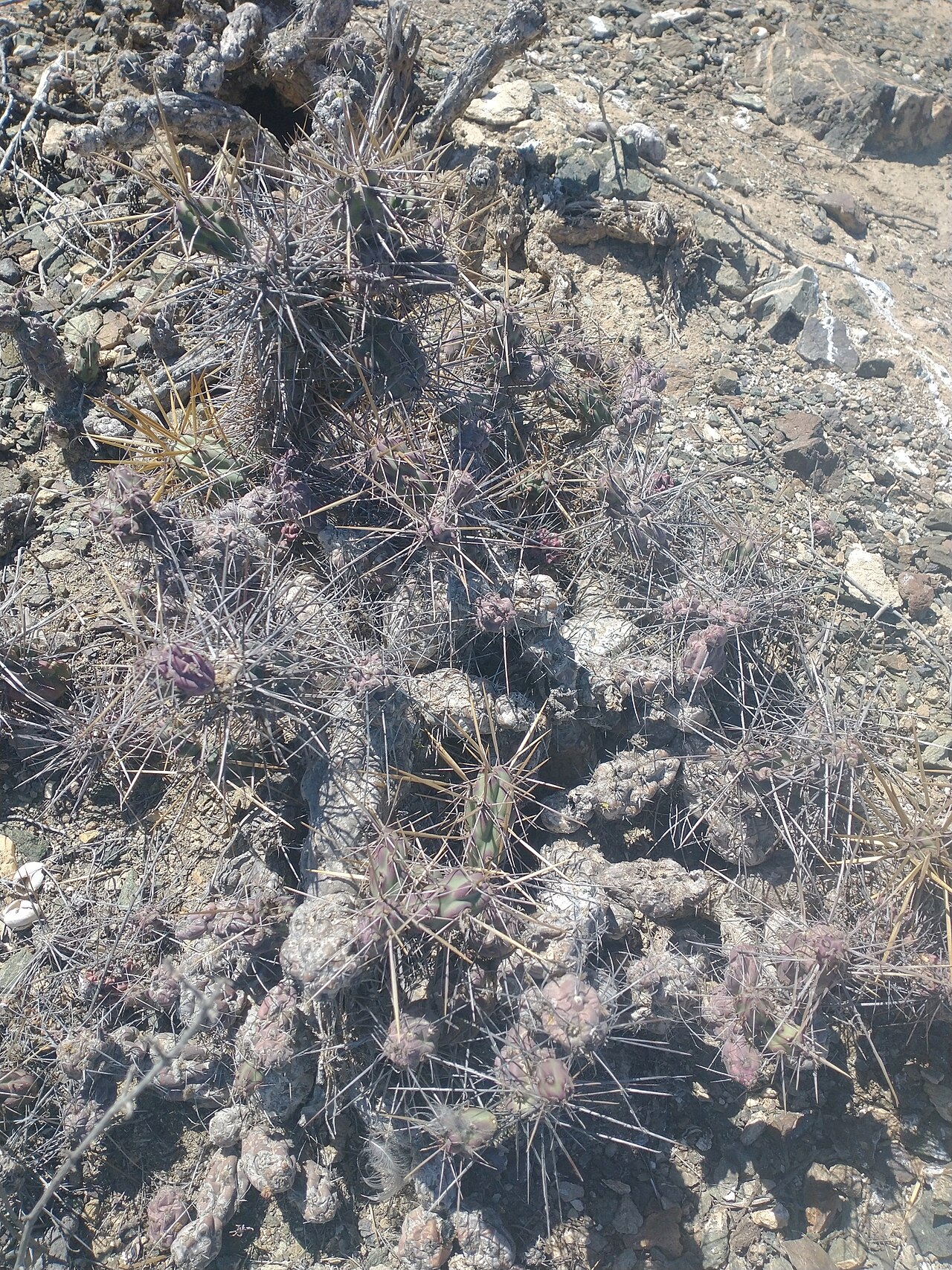 Cylindropuntia cedrosensis