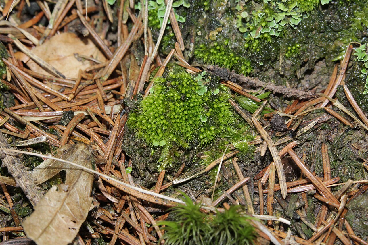 Pleuridium acuminatum