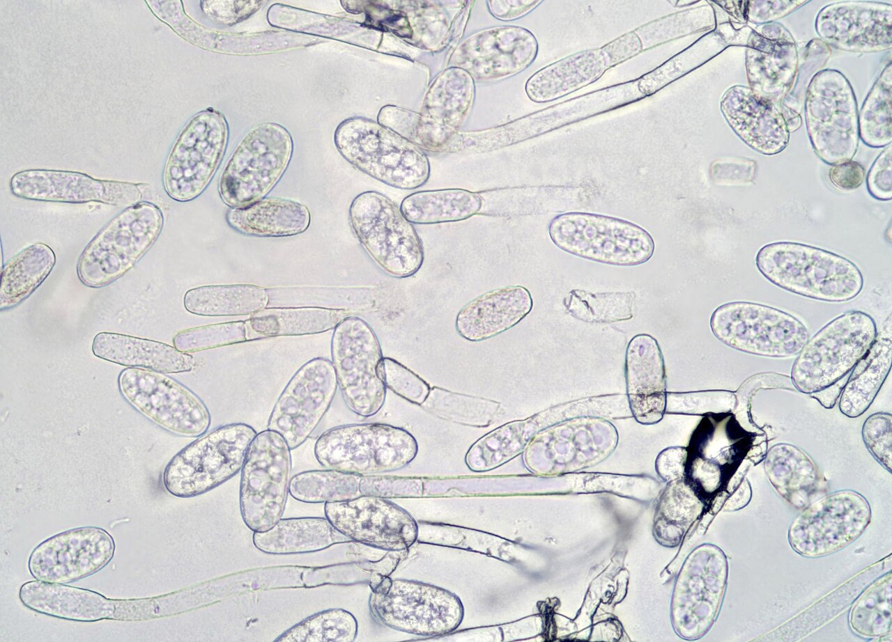 Erysiphe heraclei