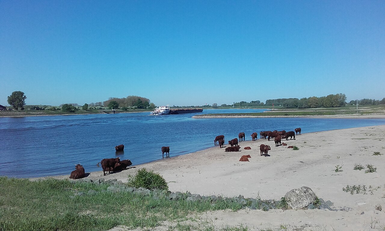 Rode geus