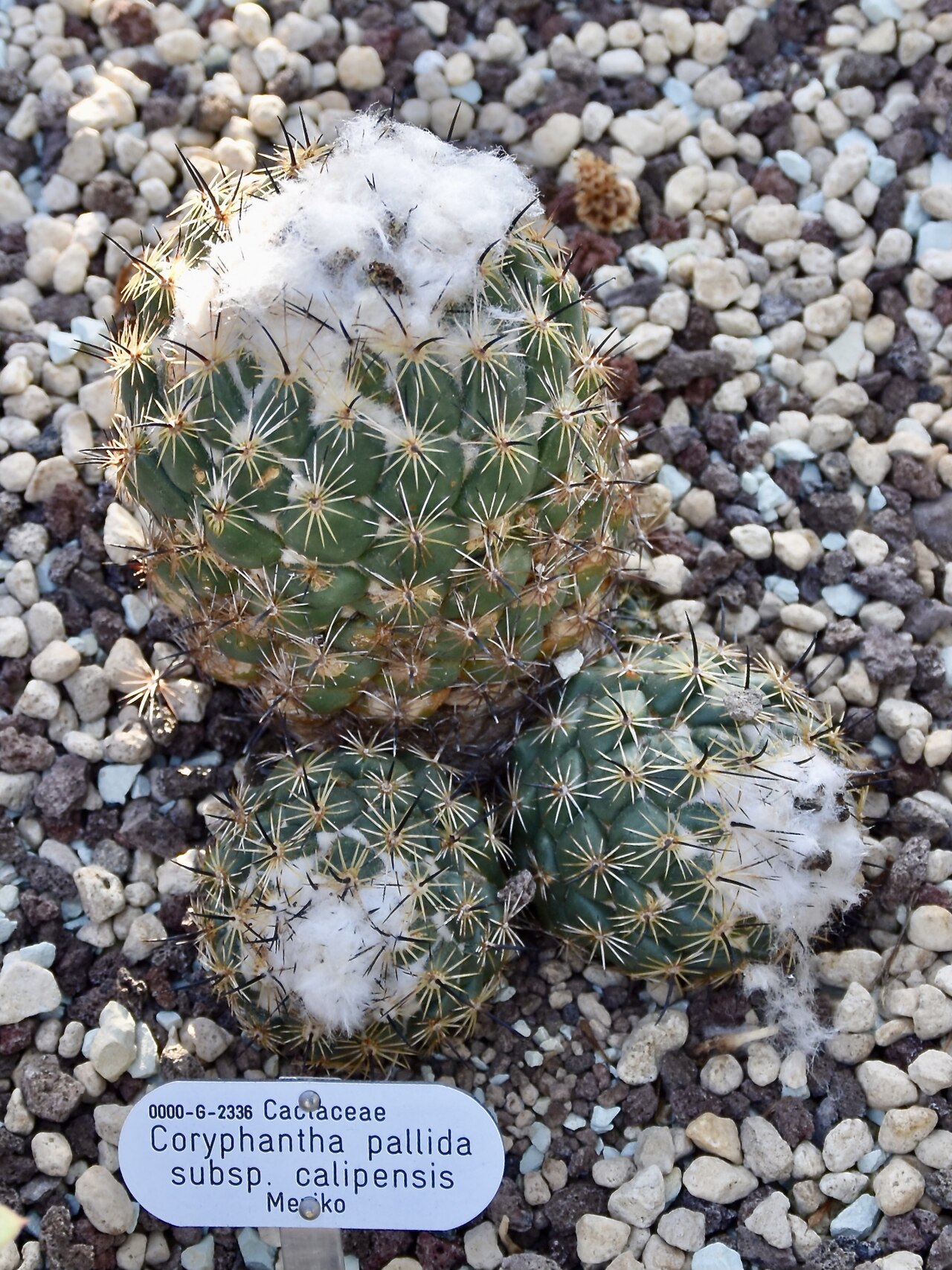 Coryphantha pallida