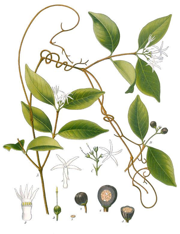 Landolphia watsoniana