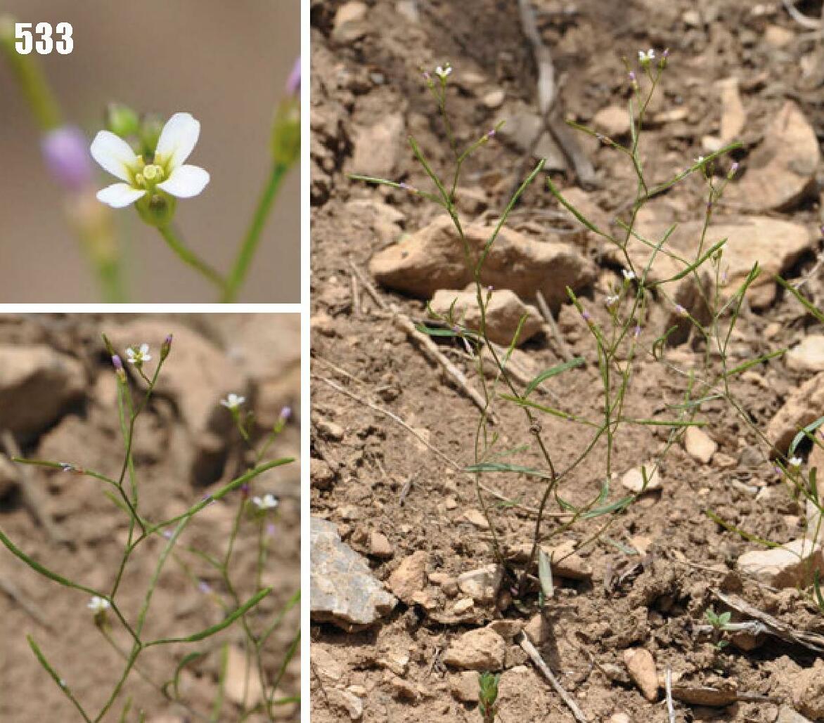 Atelanthera perpusilla