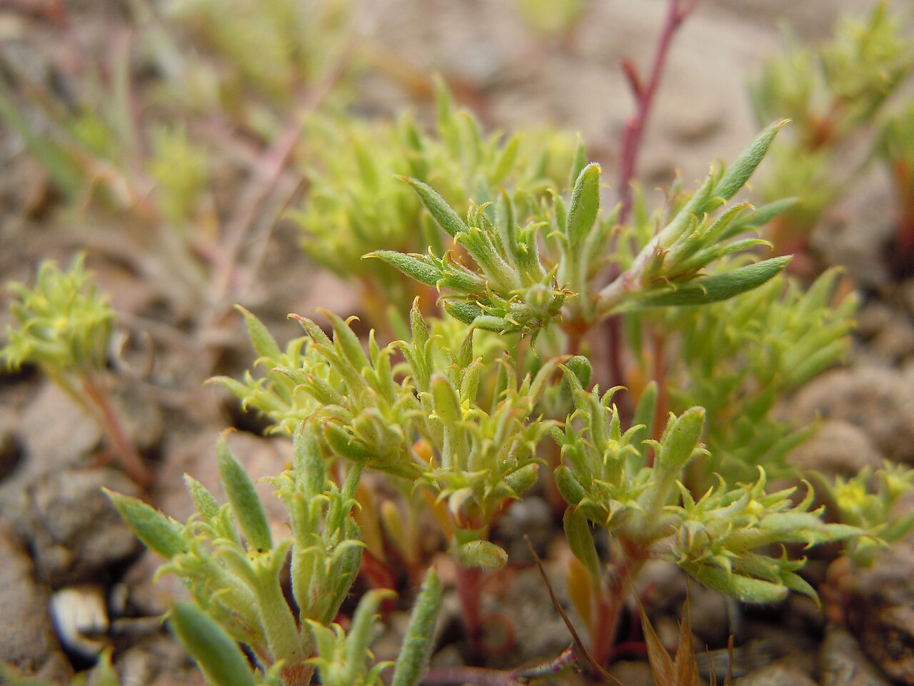 Chorizanthe watsonii