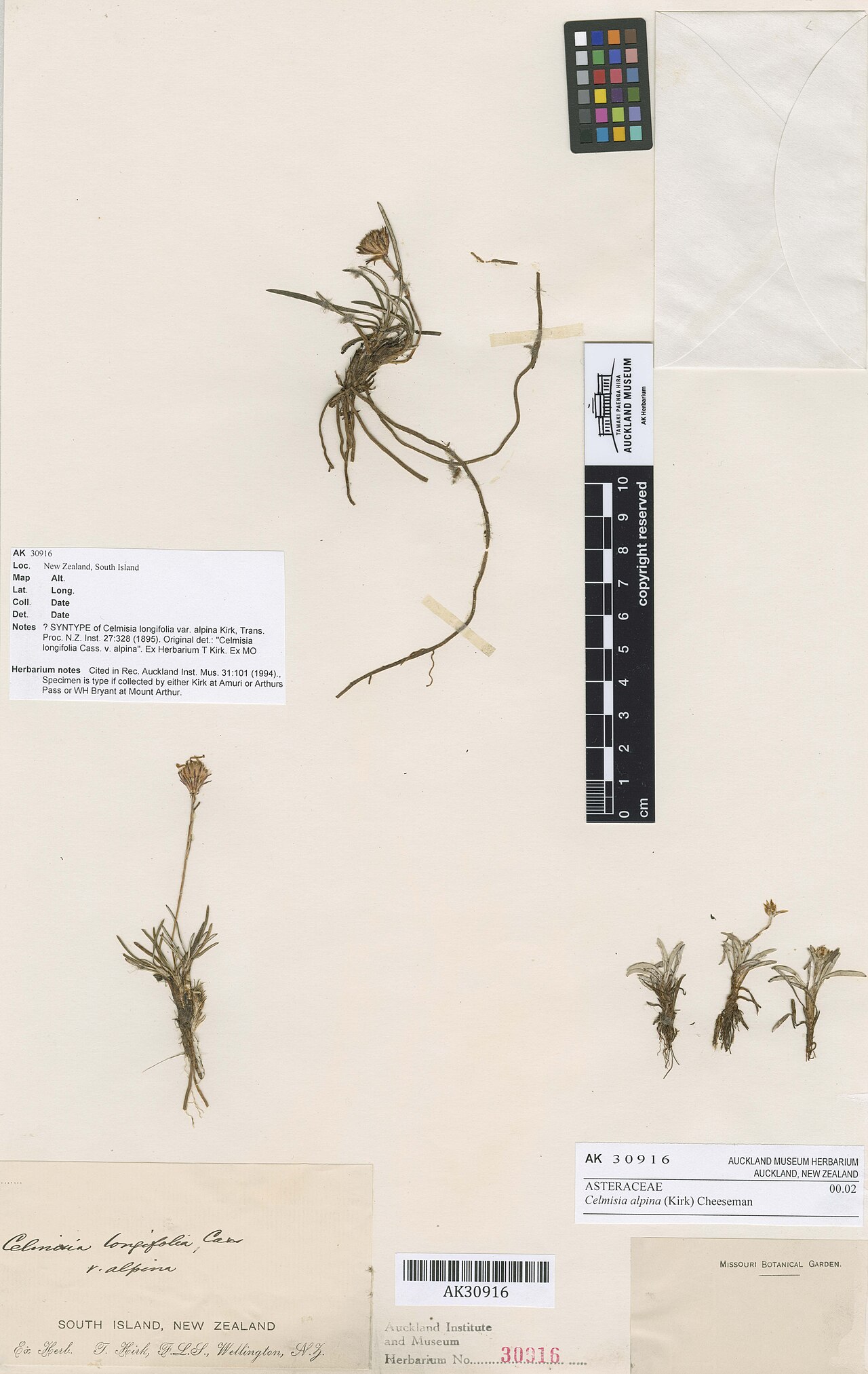 Celmisia alpina