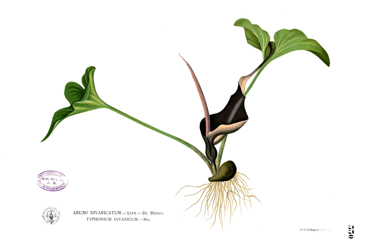 Typhonium roxburghii