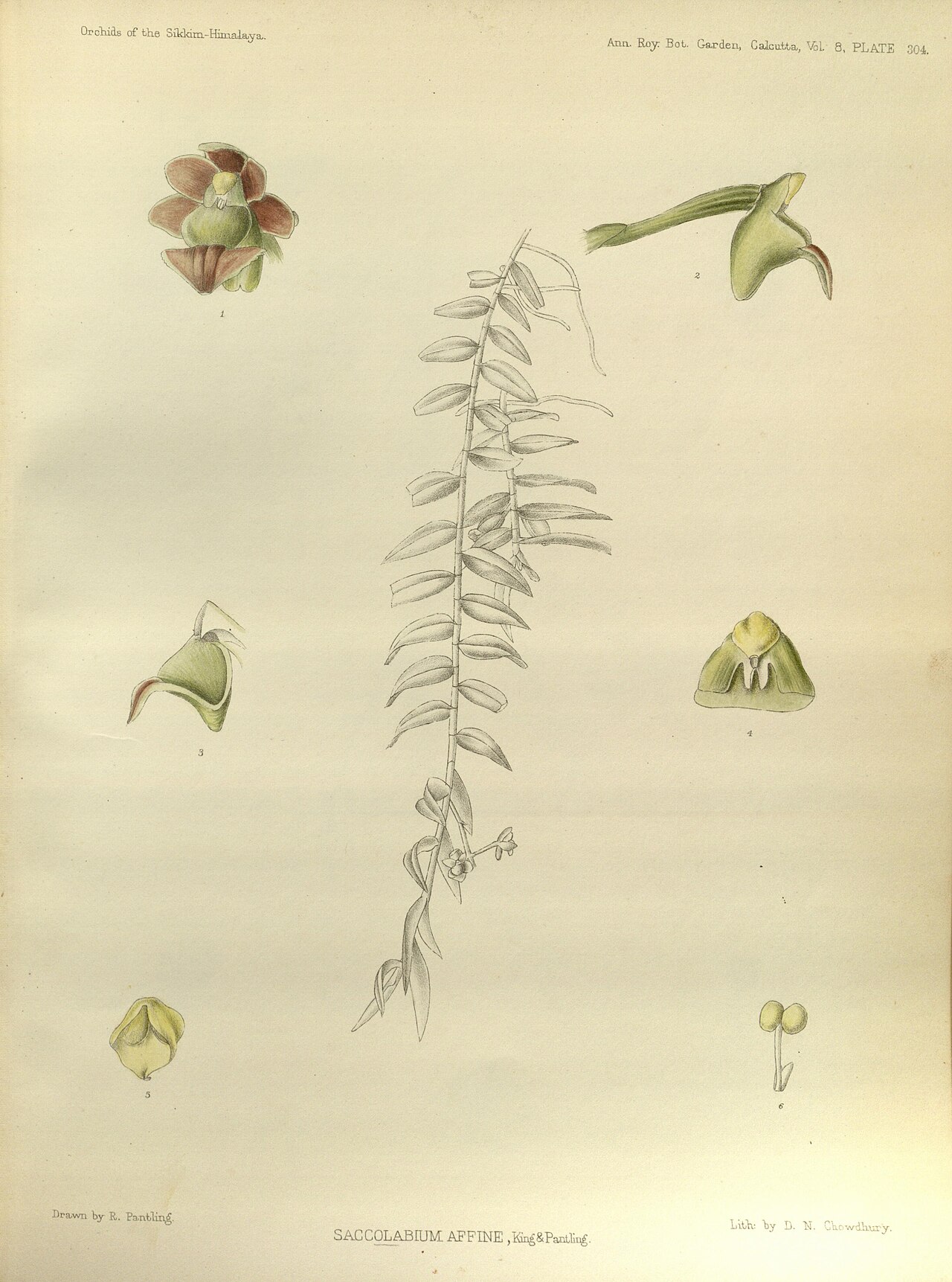 Gastrochilus affinis