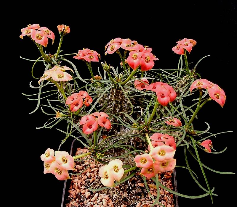 Euphorbia gottlebei