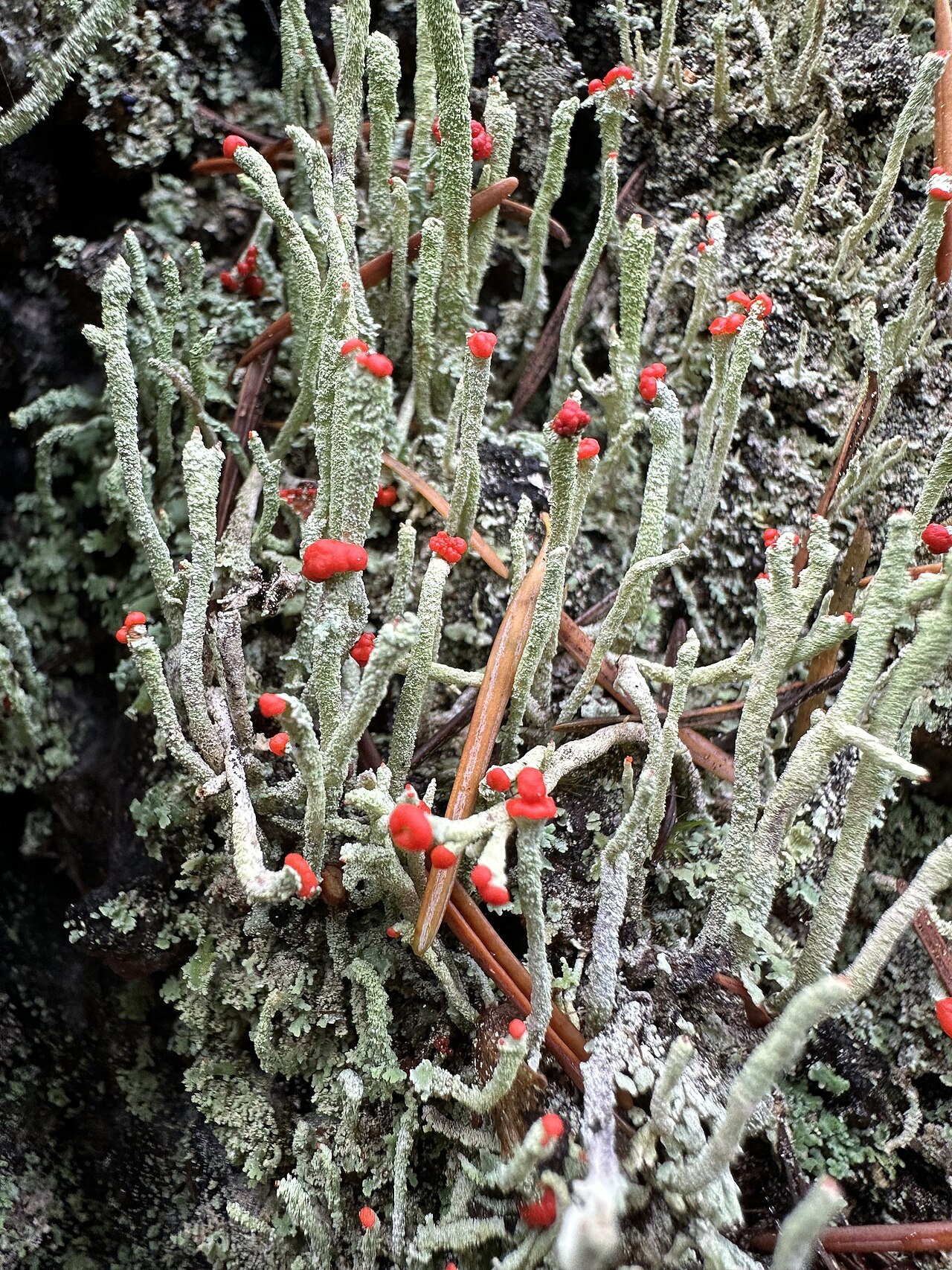 Cladonia bellidiflora