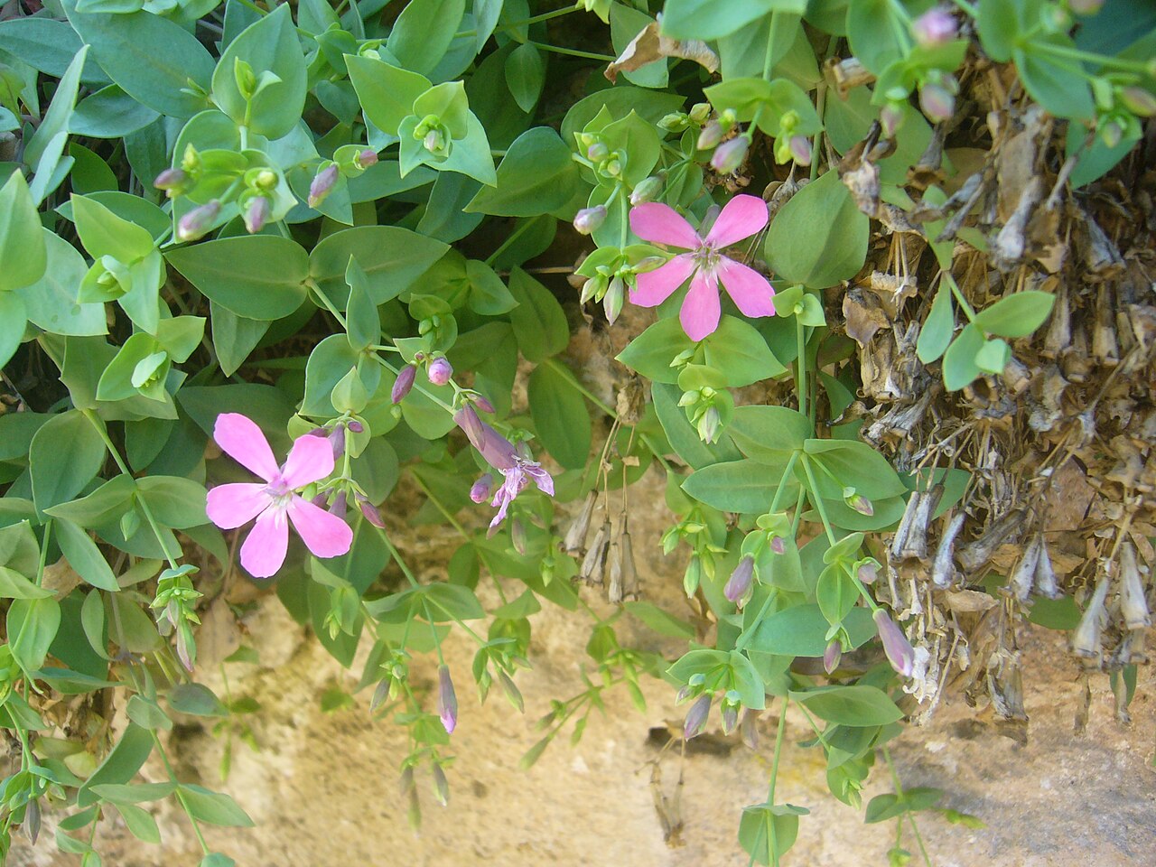 Petrocoptis grandiflora
