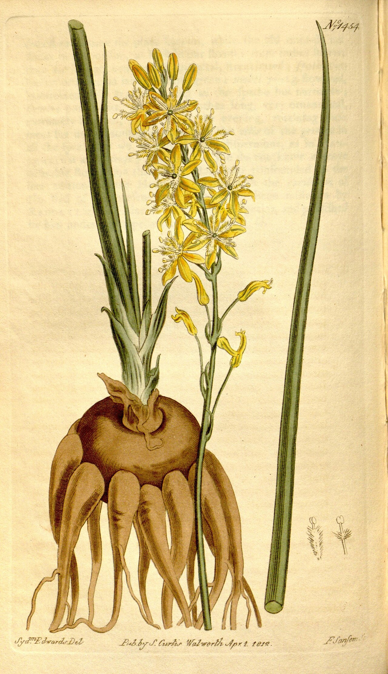 Bulbine cepacea