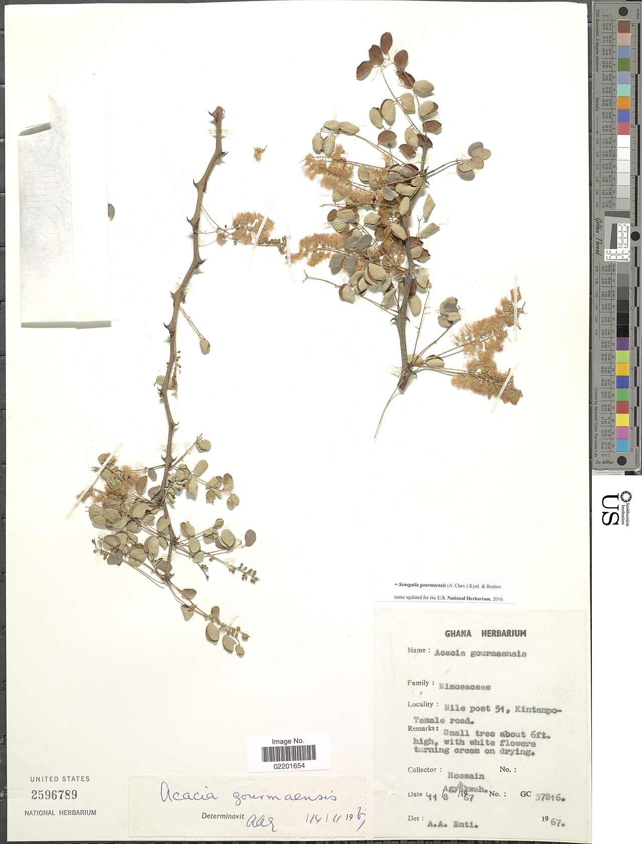 Senegalia gourmaensis