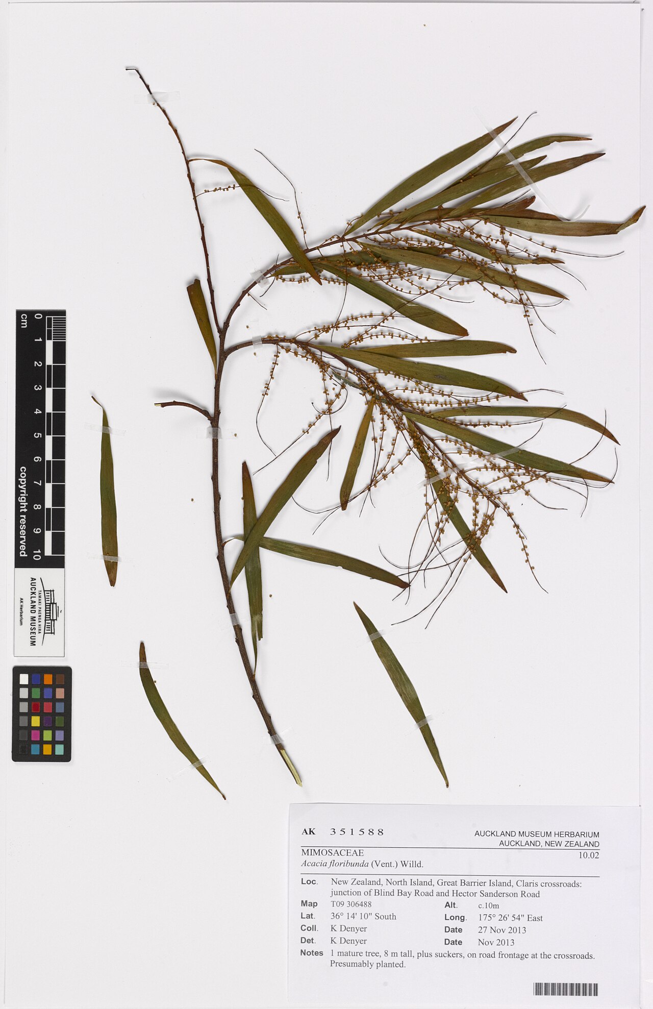 White sally wattle