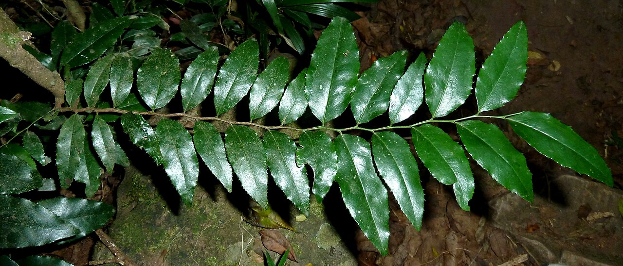 Chaetacme aristata