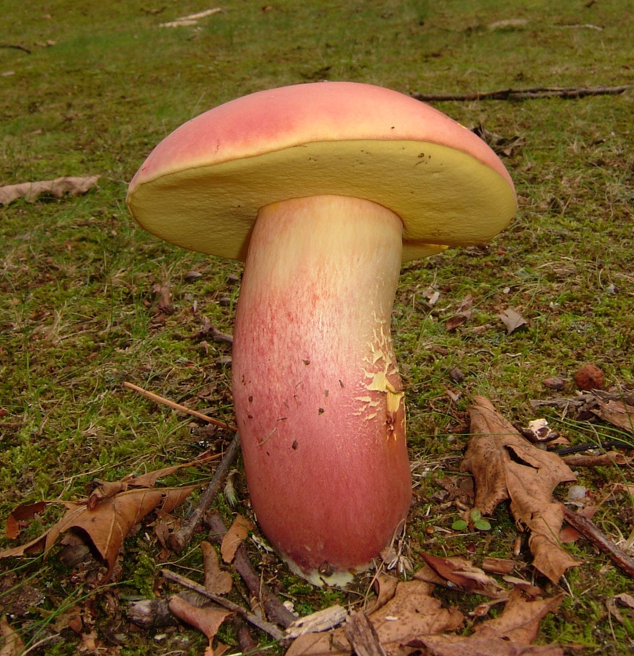 Boletus pallidoroseus