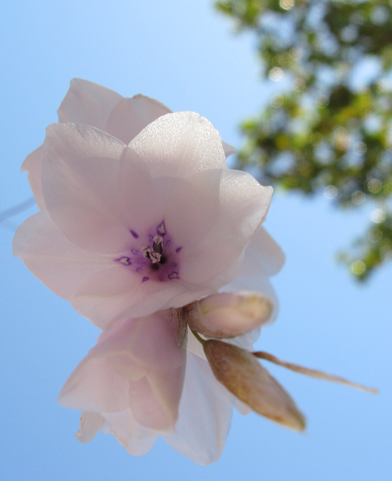 Dierama pendulum