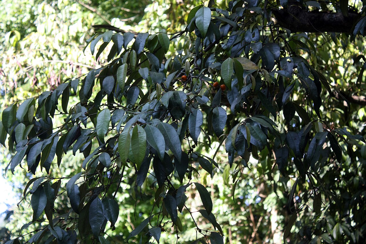 Eugenia fulva