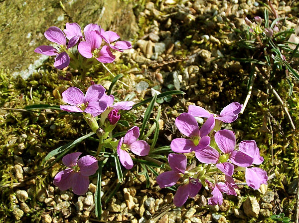 Erysimum amoenum