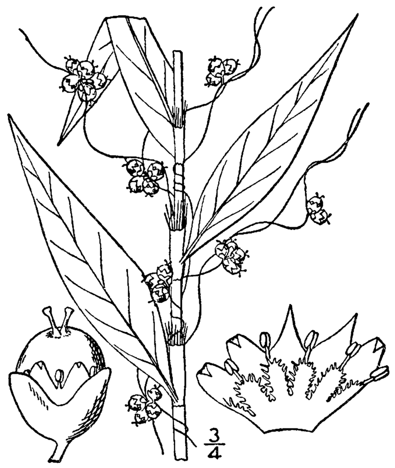 Cuscuta campestris