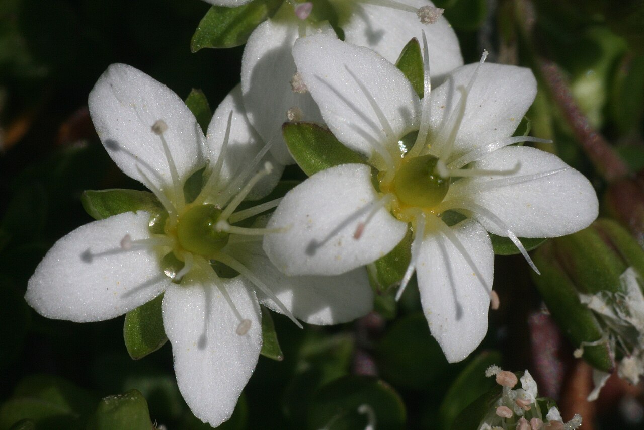 Arenaria biflora
