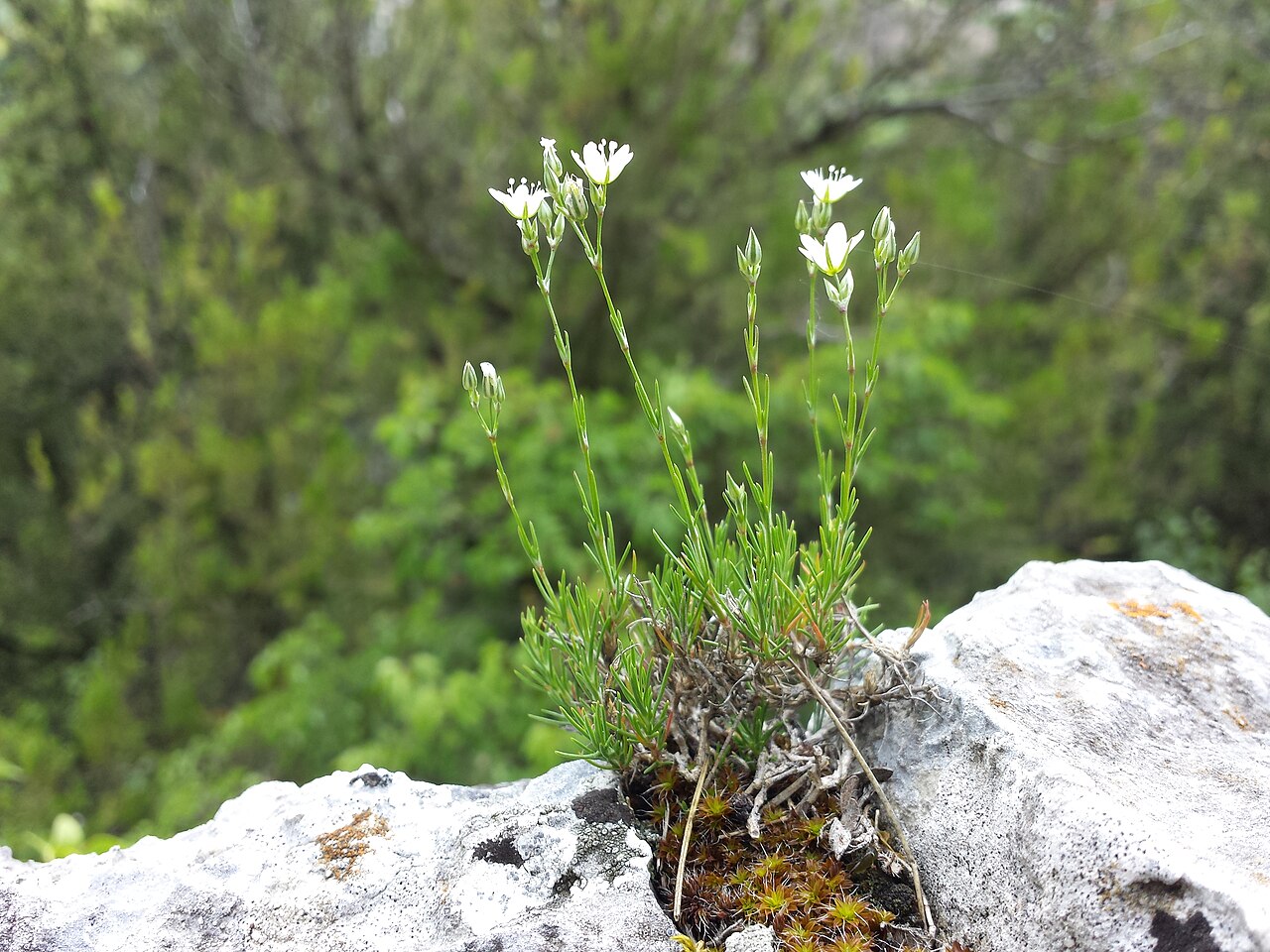 Minuartia setacea