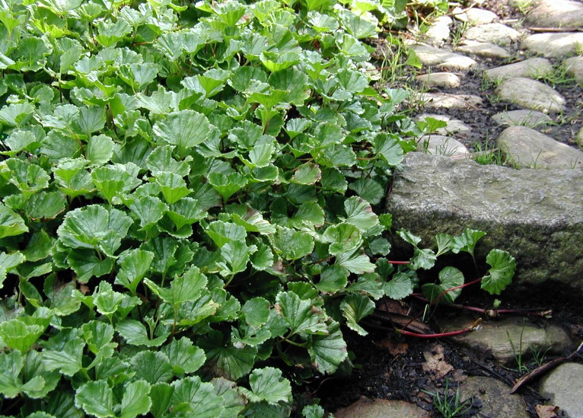Gunnera magellanica