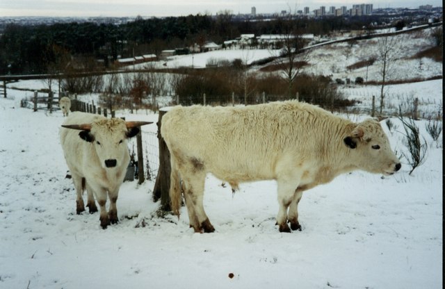 White Park