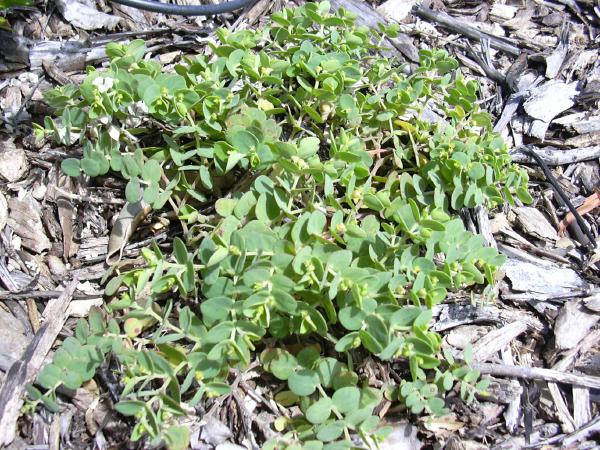 Euphorbia skottsbergii